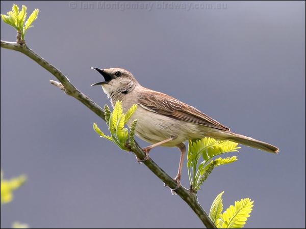 Rufous Songlark rufous_songlark_59353.psd