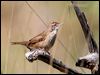 spinifexbird_33279