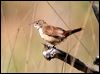 spinifexbird_33283