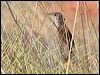 spinifexbird_41560