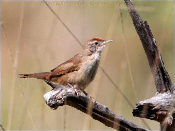 Spinifexbird spinifexbird_33279.psd