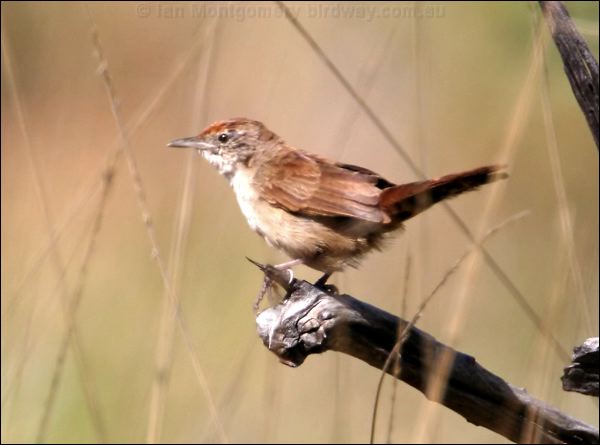 Spinifexbird spinifexbird_33283.psd