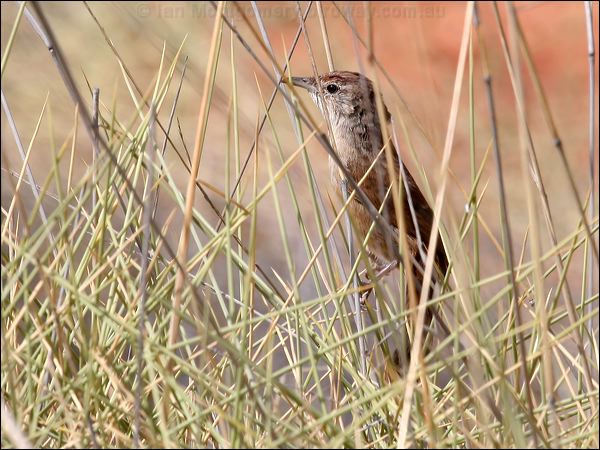 Spinifexbird spinifexbird_41560.psd