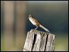 Click here to enter gallery and see photos/pictures/images of Tawny Grassbird