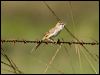 tawny_grassbird_104384