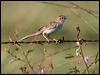 tawny_grassbird_104397