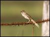 tawny_grassbird_104409