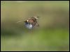 tawny_grassbird_104412