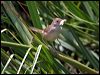 tawny_grassbird_11647