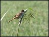 tawny_grassbird_62702