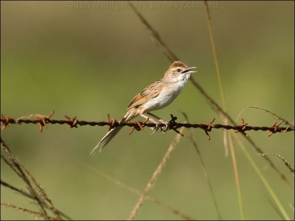 Tawny Grassbird tawny_grassbird_104384.psd