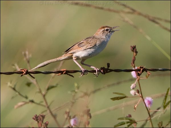 Tawny Grassbird tawny_grassbird_104397.psd
