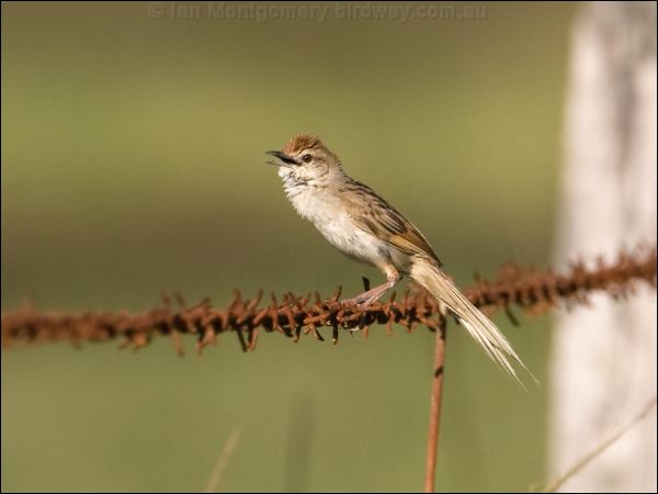 Tawny Grassbird tawny_grassbird_104409.psd