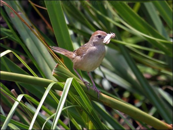 Tawny Grassbird tawny_grassbird_11647.psd