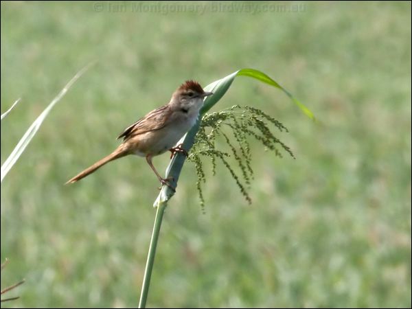 Tawny Grassbird tawny_grassbird_62702.psd
