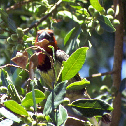 Black-collared Barbet black_collared_barbet_01.jpg