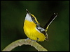 Click here to enter gallery and see photos/pictures/images of Yellow-breasted Boatbill