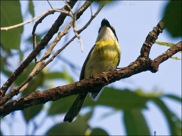 Yellow-breasted Boatbill ye_breast_boatbill_065498.psd