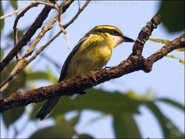 Yellow-breasted Boatbill ye_breast_boatbill_065499.psd