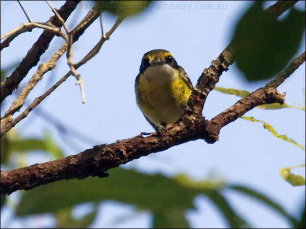 Yellow-breasted Boatbill ye_breast_boatbill_065501.psd