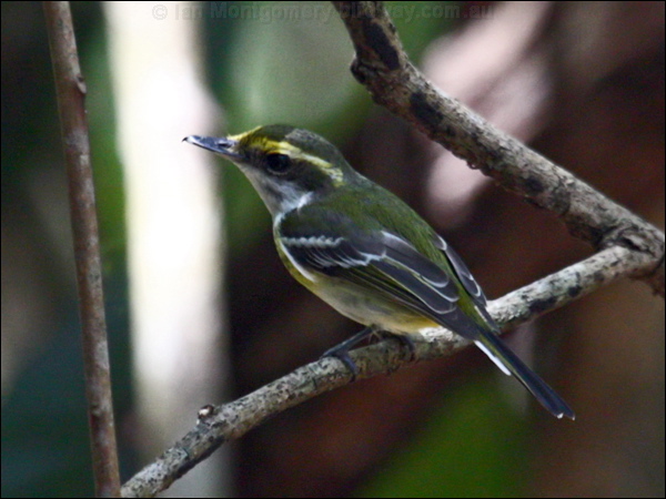 Yellow-breasted Boatbill ye_breast_boatbill_096863.psd
