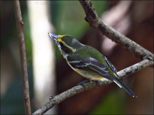 Yellow-breasted Boatbill ye_breast_boatbill_096864.psd