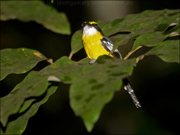 Yellow-breasted Boatbill ye_breast_boatbill_099322.psd