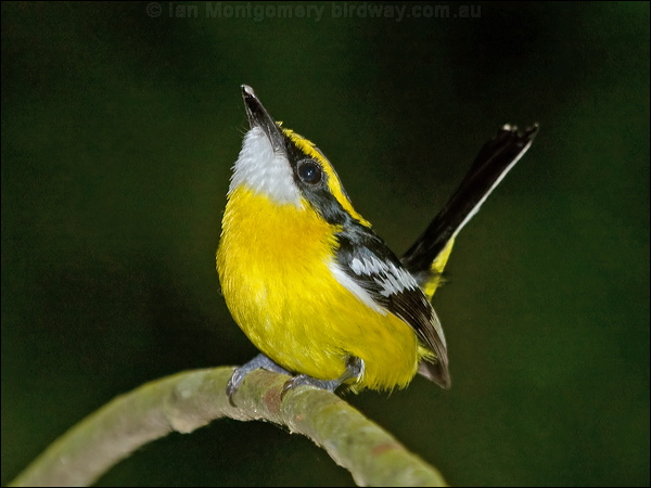 Yellow-breasted Boatbill ye_breast_boatbill_167791.psd