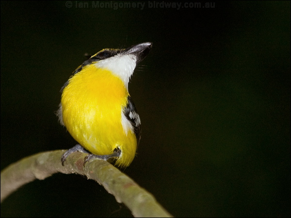 Yellow-breasted Boatbill ye_breast_boatbill_167792.psd