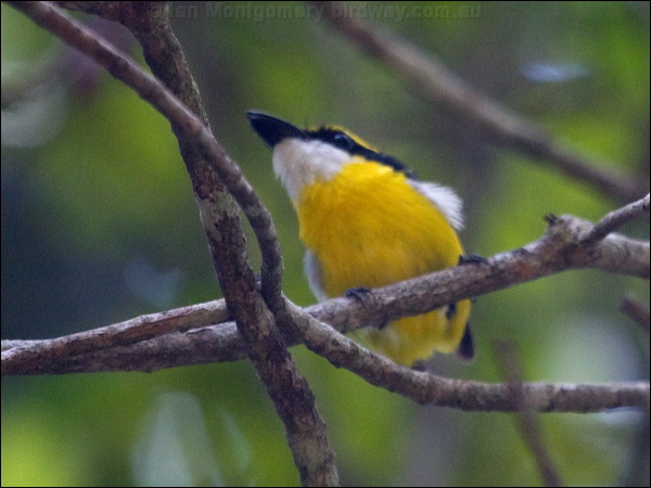Yellow-breasted Boatbill ye_breast_boatbill_180421.psd