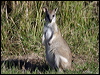 agile_wallaby_07974