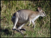agile_wallaby_07976