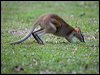 agile_wallaby_153362
