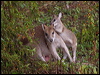 agile_wallaby_212164