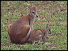 agile_wallaby_212171
