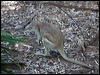 agile_wallaby_91030