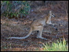 agile_wallaby_91503