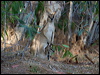 agile_wallaby_91508