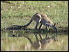 agile_wallaby_93546