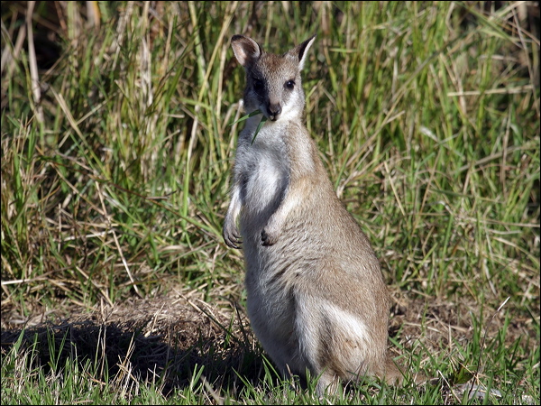 Agile Wallaby agile_wallaby_07974.psd