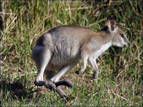 Agile Wallaby agile_wallaby_07976.psd