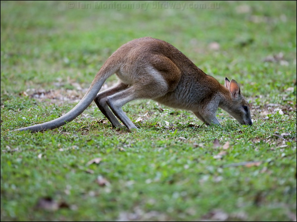 Agile Wallaby agile_wallaby_153362.psd
