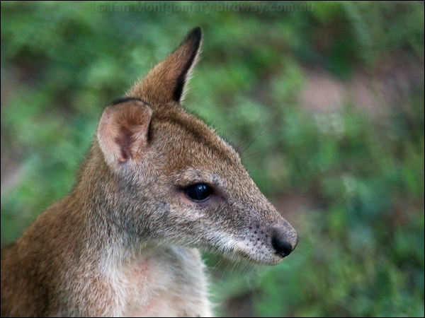 Agile Wallaby agile_wallaby_209329.psd