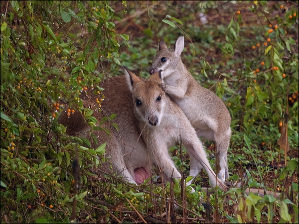 Agile Wallaby agile_wallaby_212164.psd