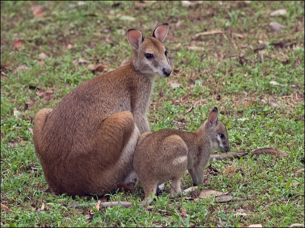 Agile Wallaby agile_wallaby_212171.psd