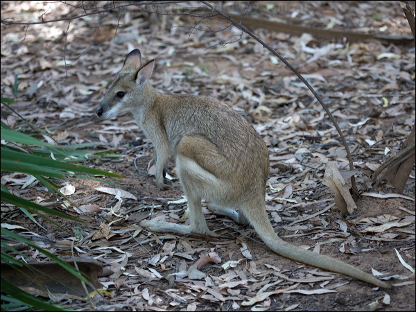 Agile Wallaby agile_wallaby_91030.psd