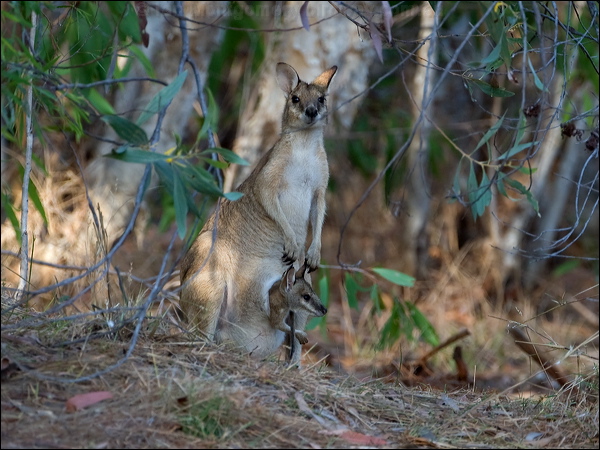 Agile Wallaby agile_wallaby_91508.psd