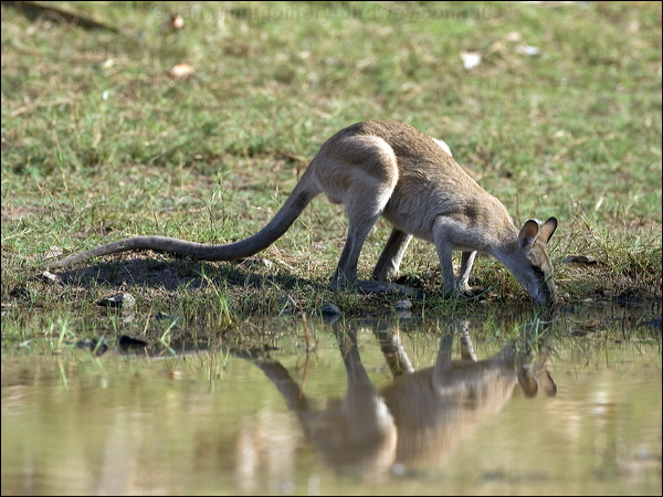 Agile Wallaby agile_wallaby_93546.psd