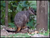 allied_rock_wallaby_153359
