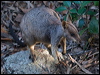 allied_rock_wallaby_182081